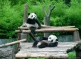 /album/fotogalerie/panda-jpg/